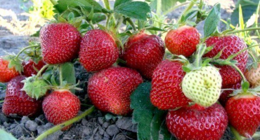 Odrůda jahod festivalnaya: vlastnosti a agrotechnické vlastnosti